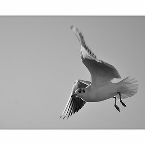 DSC1699 SW