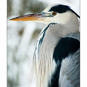Reiher