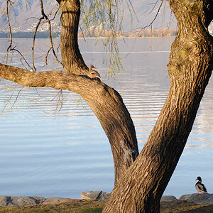 ente + erpel 1 JKK 1640