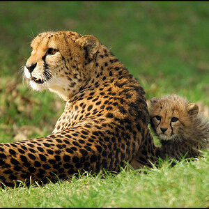 Kleiner Gepard 02