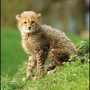 Kleiner Gepard 03