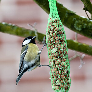 20090108 5088 [D300]   F5,6 300,00mm