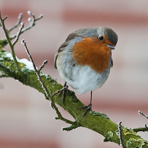 20090108 5097 [D300]   F7,1 420,00mm