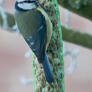 20090109 5183 [D300]   F7,1 420,00mm