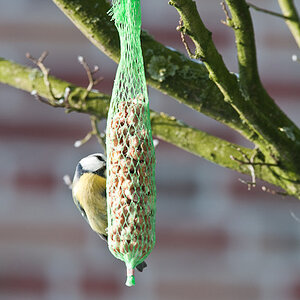 20090109 5278 [D300]   F9,0 420,00mm