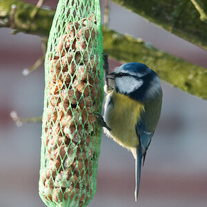 20090109 5286 [D300]   F9,0 420,00mm
