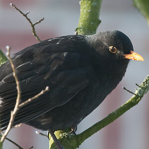 20090109 5313 [D300]   F9,0 420,00mm