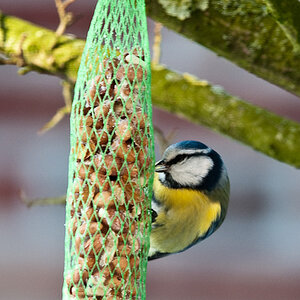 20090109 5341 [D300]   F9,0 420,00mm