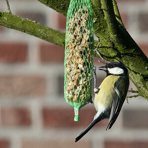 20090110 0461 [D40]   F0,0 0,00mm