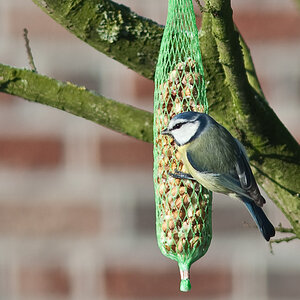 20090110 0476 [D40]   F0,0 0,00mm