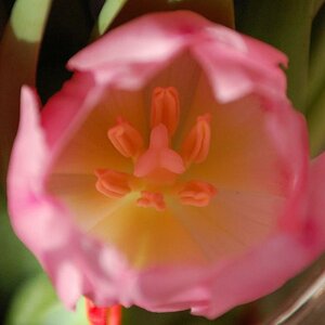Tulpe