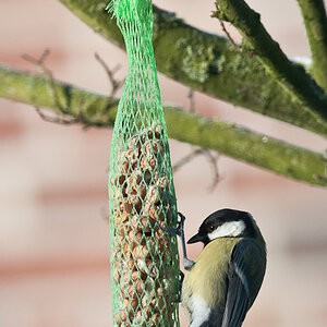 20090110 5385 [D300]   F5,6 300,00mm