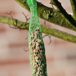 20090110 5398 [D300]   F5,6 300,00mm
