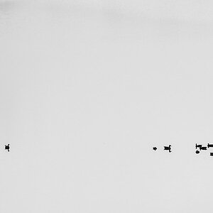 Enten im Seeleitensee