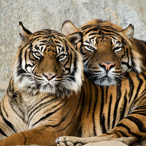 Tiger 2