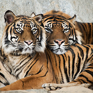Tiger 3