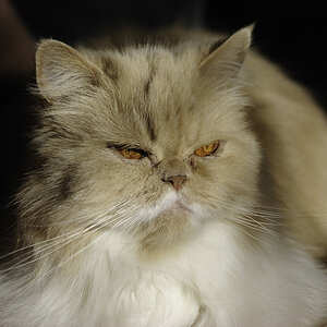 Lizzy