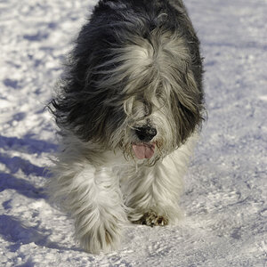 Gusty Grisu1