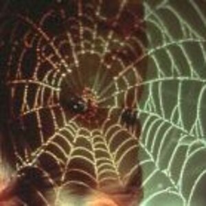 spiderweb