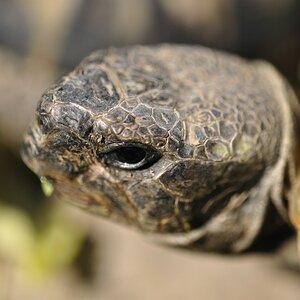 Schildkröte