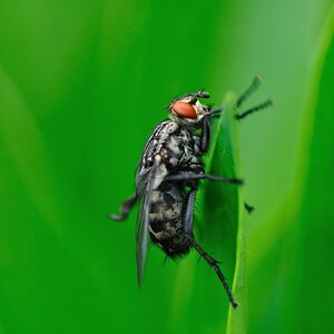 Fliege #1