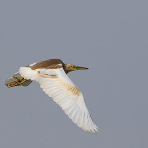 D300 DSC11525 NFF