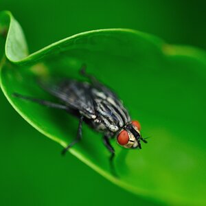 Fliege #2