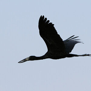 D300 DSC11685 NFF