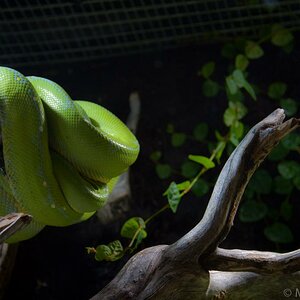 Grüne Baumviper im Haus des Meeres Wien