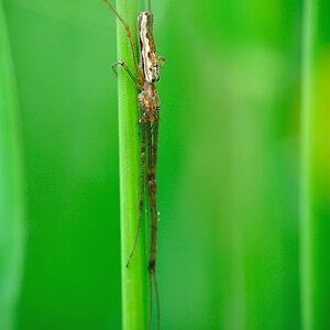 Bergstreckerspinne Tetragnatha montana