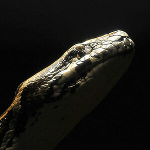Dunkler Tigerpython
Reptilium Landau
(7585)