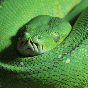 Grüner Baumpython
Reptilium Landau
(8127)