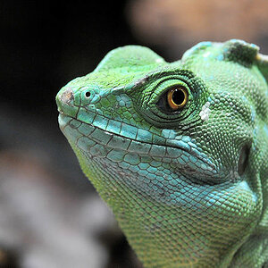 Stirnlappenbasilisk
Reptilium Landau
(7311)