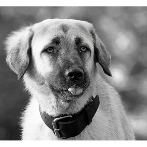 Portrait eines Türken in bw