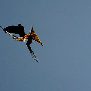DSC 6159 ak