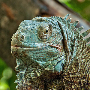 2110420 5140 Echse Zoo Linz 950h