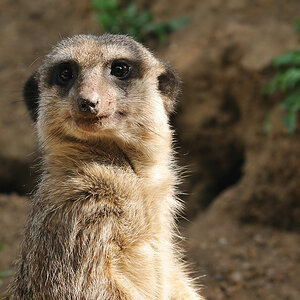 Erdmännchen