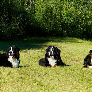 Für den Thread "Hundstage - ...."