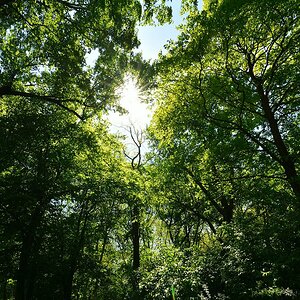Blätterdach