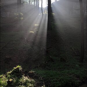 comp Licht im Wald (3)