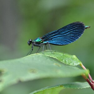 Blauflügel Prachtlibelle