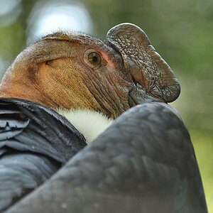 ZOO Nuernberg Condor