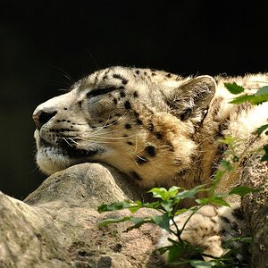 ZOO Nuernberg Schneeleopard