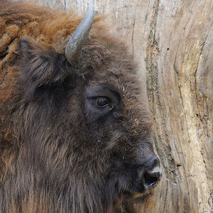 Il penseroso
Bison - Zoo Berlin