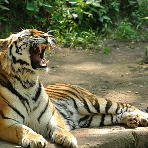ZOO Nuernberg Tiger