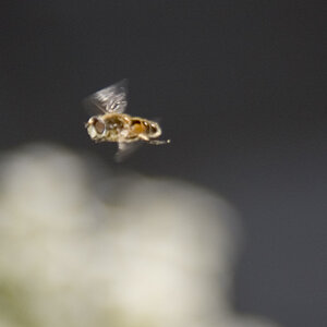 Fliege