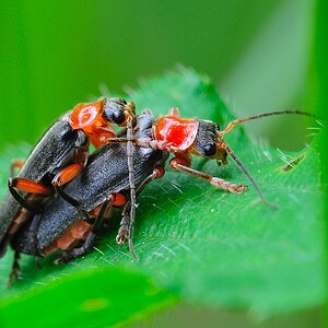 CantharisPellucida