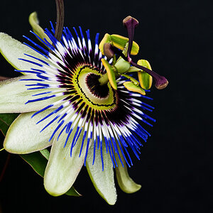 Passionsblume 2 DSC 5636