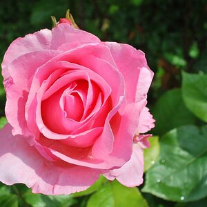 rose gut