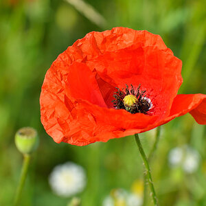 Mohnblume